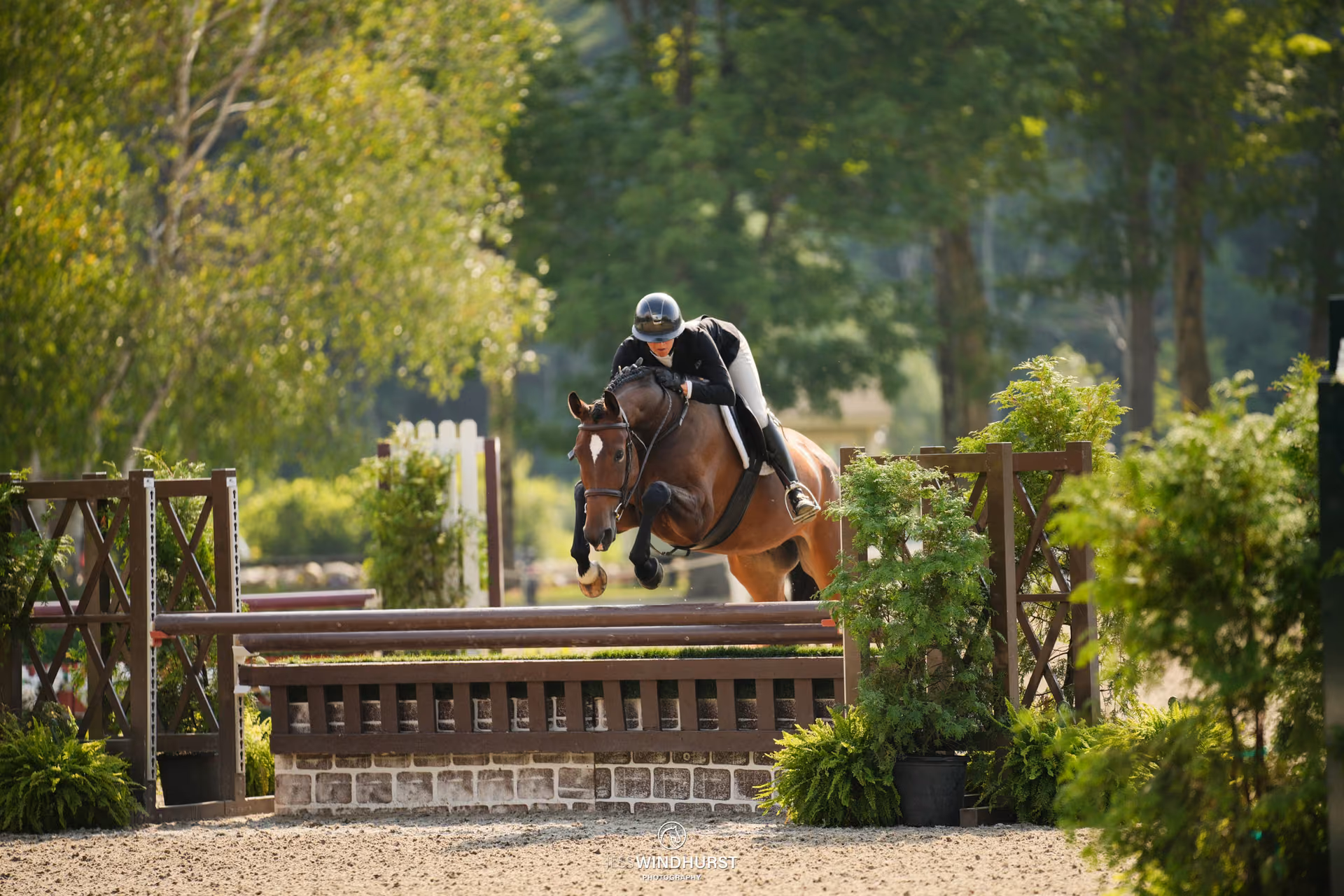 A horse and rider over a natural hunter fence, framed by sunlit trees