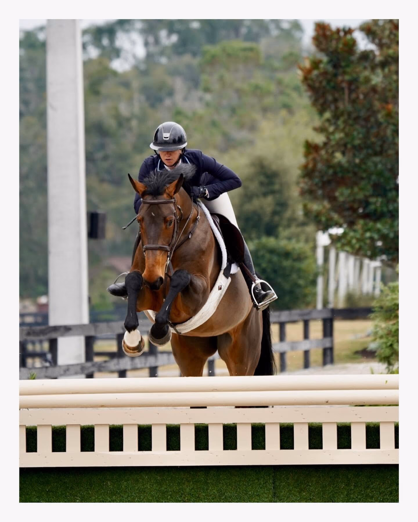 A bay horse and rider jumping a white hunter fence at Ocala